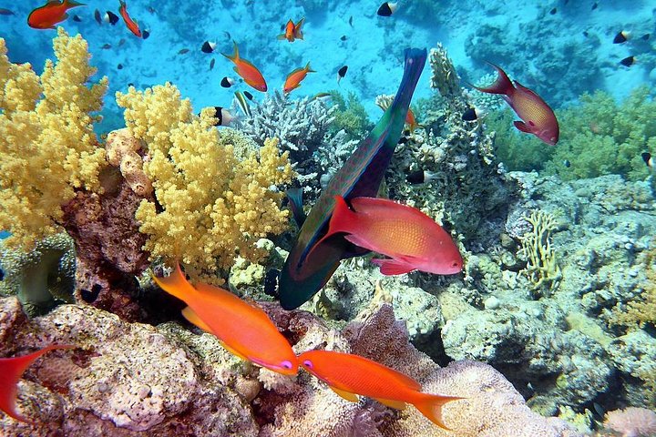 Day use at the red sea at Stella Di Mare