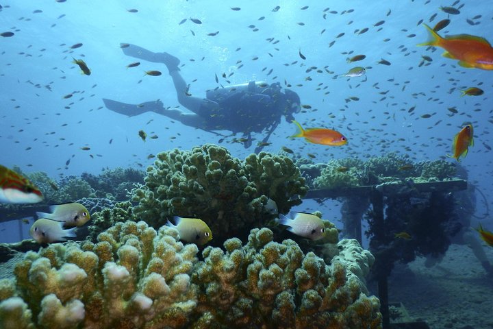 Day use at the red sea at Stella Di