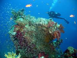 PADI open water diver referral 