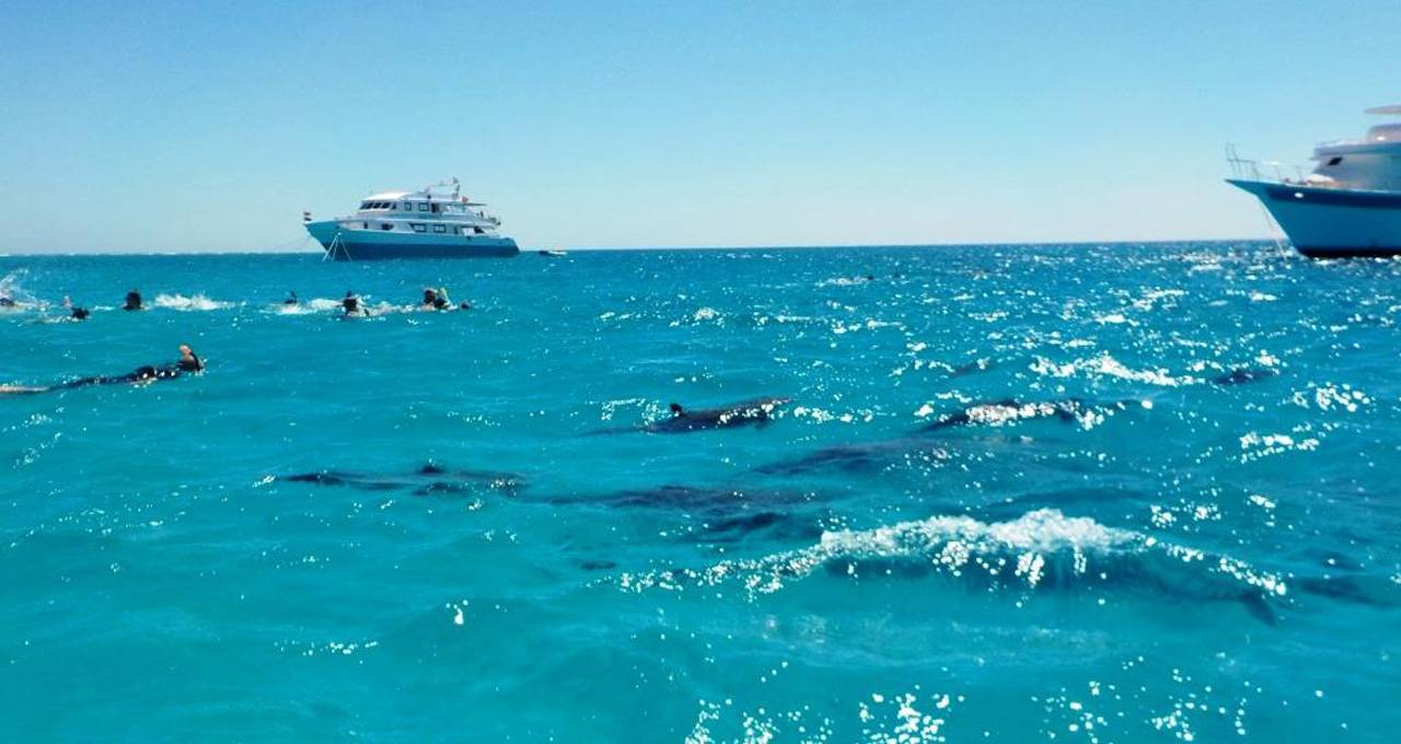 جولات الغطس في شرم اللولي