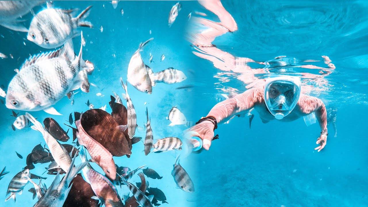 رحلة غطس ليلية في سطايح دولفين ريف بمرسى علم