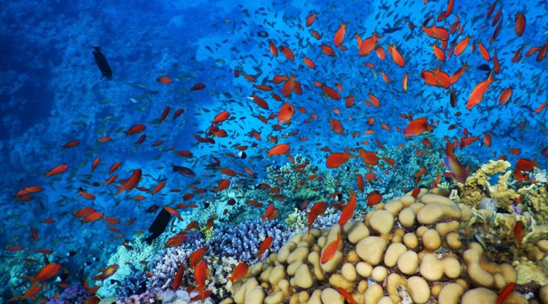 Snorkeling in Hurghada