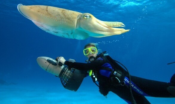 مدرس PADI التخصصي