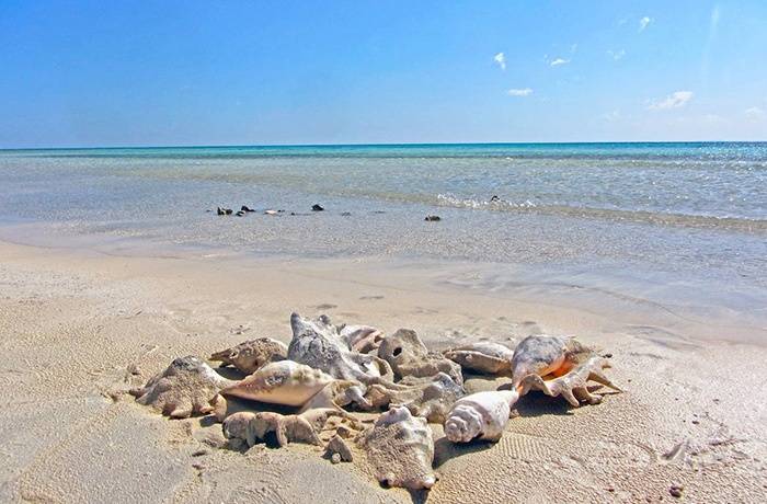 جولات الغطس في شرم اللولي