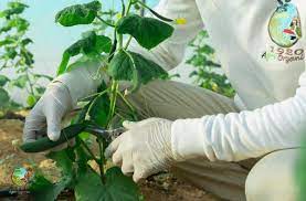 برنامج ترفيهي للأطفال والكبار 