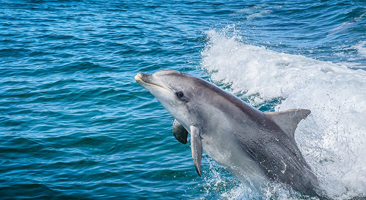 3 Hours Dolphin and Snorkeling Tour 