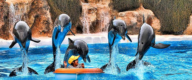 Catch a unique show at Loro Parque - Where to go in the Canary Islands