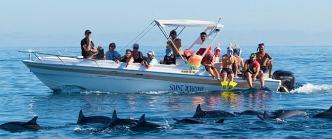 Swimming with the dolphins in Port Louis, Mauritius