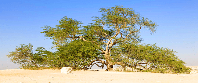 Tree of life