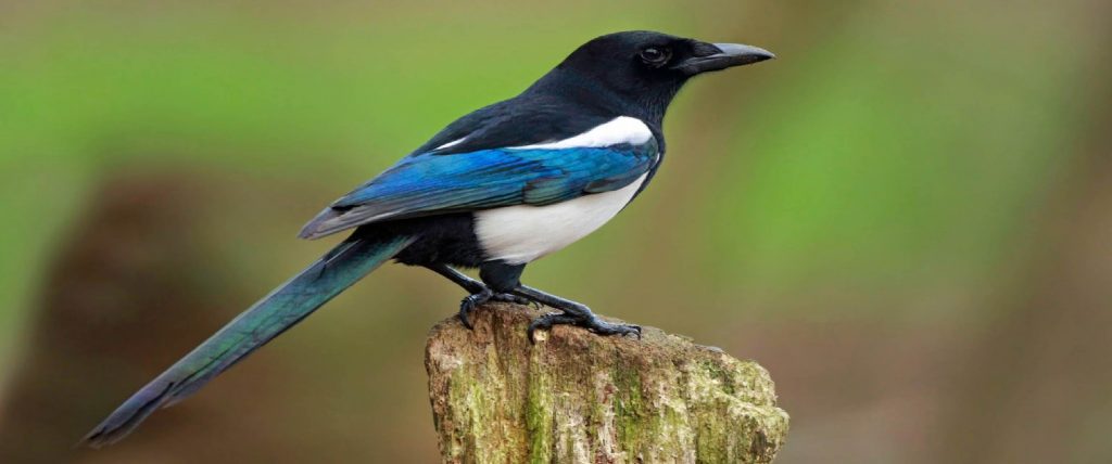 Saluting a magpie, England - strange traditions