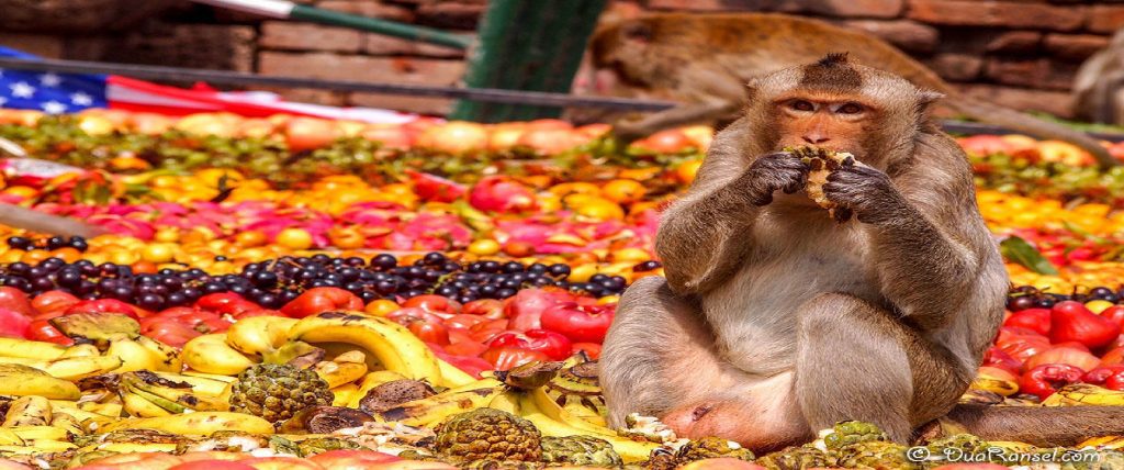 Spreading a feast for monkeys, Thailand - strange traditions