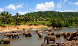 Srilankan jungle 