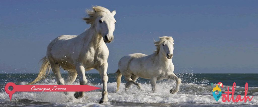 Camargue