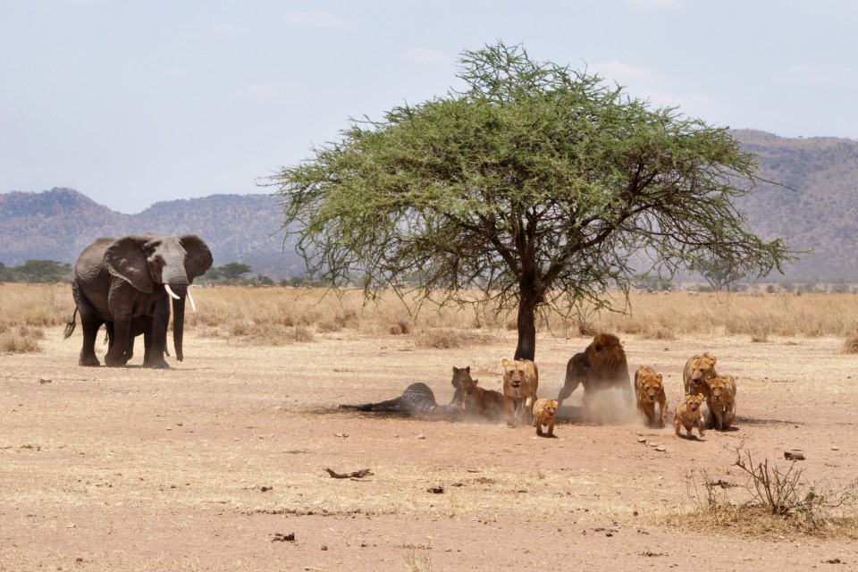 8 Days Safari in Tanzania