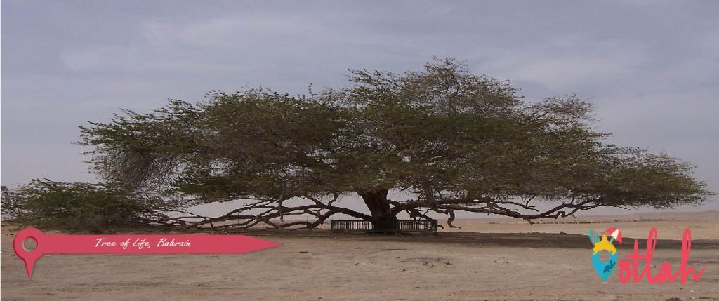 Tree of Life