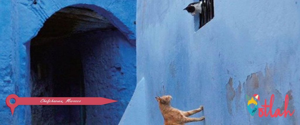Go Cat Spotting
