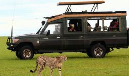 Interactive Safari to Masai Mara Reserve in Kenya for 3 Days and 2 Nights