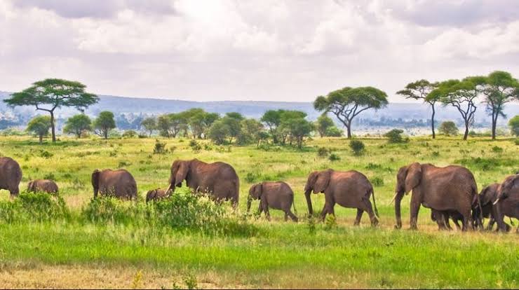 Amazing Tanzania safari 8 days/7nights 