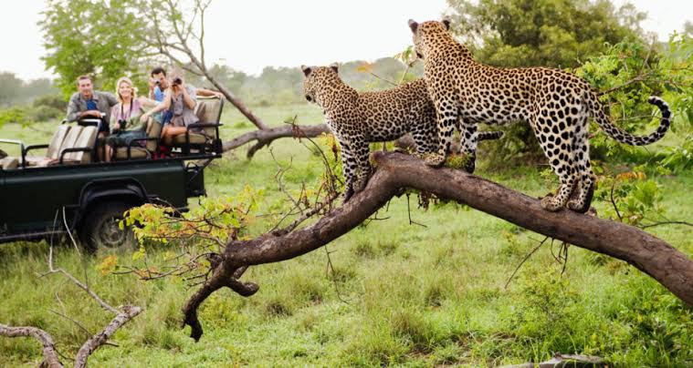 6 Days South Africa safari in Katekani Tented Lodge
