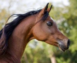 Two hours Horse Riding At Amazing Desert And sea - Hurghada