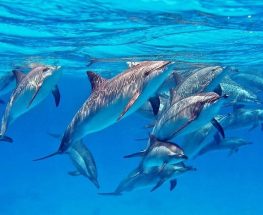 Snorkeling Sea Trip & Water Sport in Hurghada