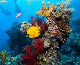 Marine adventure in Ras Mohamed
