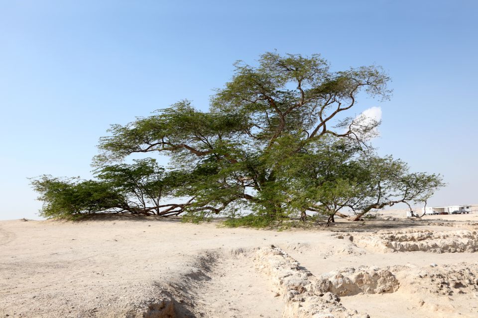 التقط احلي الصور في شجرة الحياة