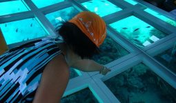 A unique glass boat trip in Dahab