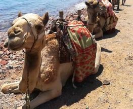 Exciting horse and camel rides at the Laguna Beach 
