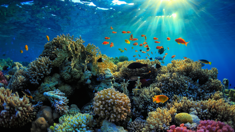 الغوص ومشاهدة الحياة البحرية والشعاب المرجانية