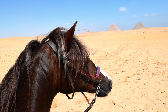 Horse riding trip in the pyramids of Giza 