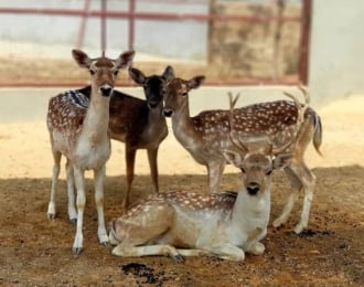 Spend a day with your family at Monzoo Park