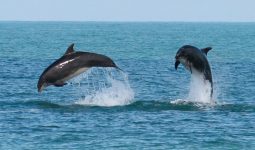 Watch beautiful dolphins on this pleasant boat trip