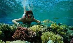 Enjoy snorkeling in the waters of Muscat