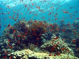 حان وقت الغوص في سفاجا