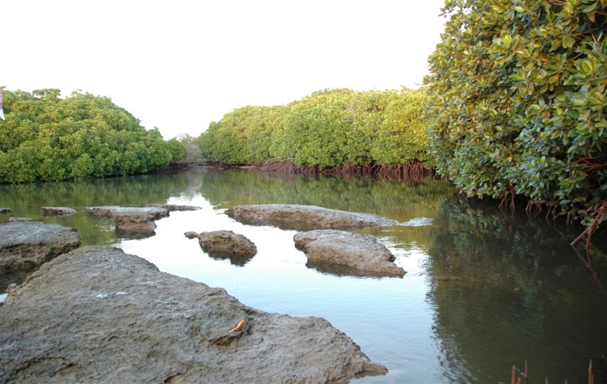 Discover the Farasan Islands Reserve (Day tour)