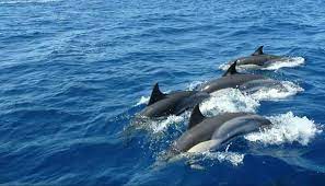 Exciting Dolphin watch trip