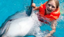 رحلة السباحة مع الدلافين في شرم الشيخ
