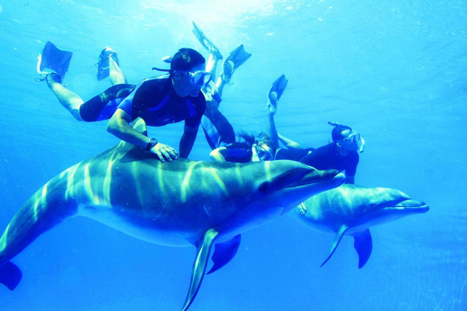 Marsa Alam swimming with Dolphins-Snorkeling Tour