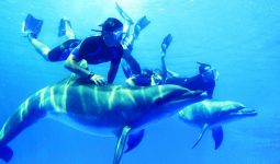 السباحة مع رحلة الدلافين والغطس فى مرسى علم