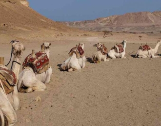 Aladdin safari trips from Marsa Alam