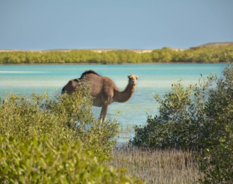 Private trip to Wadi El Gemal from Marsa Alam