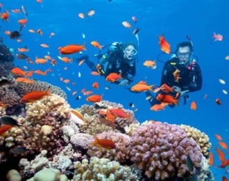 Diving and drift course in Marsa Alam