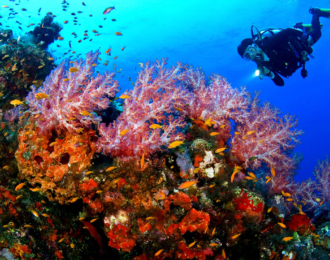 Daily Scuba Diving and Snorkeling in Hurghada