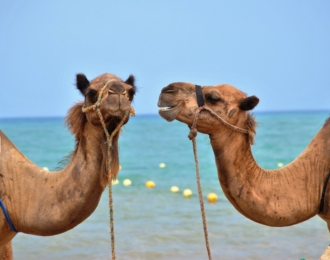Camel Riding Marsa Alam Day Tour