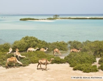 Wadi El Gemal Excursions In Marsa Alam
