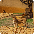 Riyadh Zoo