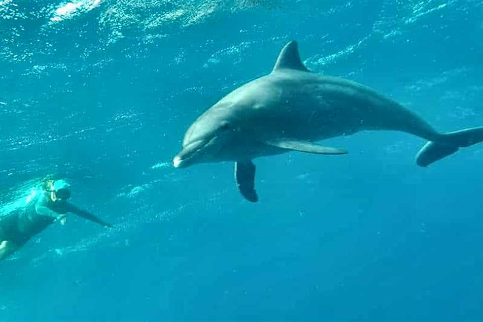 Marsa Alam swimming with Dolphins-Snorkeling Tour
