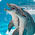 Dolphin Village Dammam