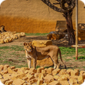 Riyadh Zoo